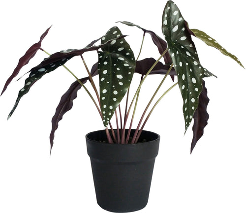 Spotted Begonia Plant