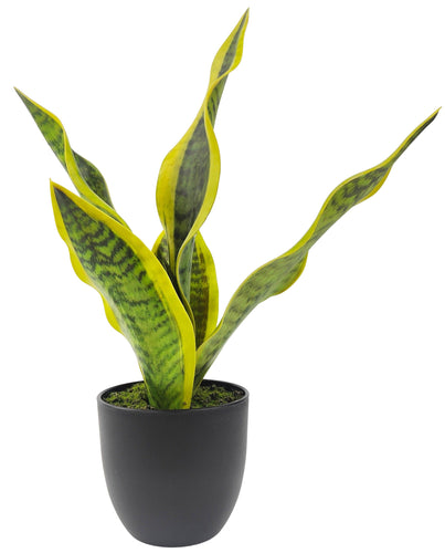 Mother in-laws Tongue Plant Green 34cm