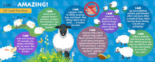 I am Lil Lamb