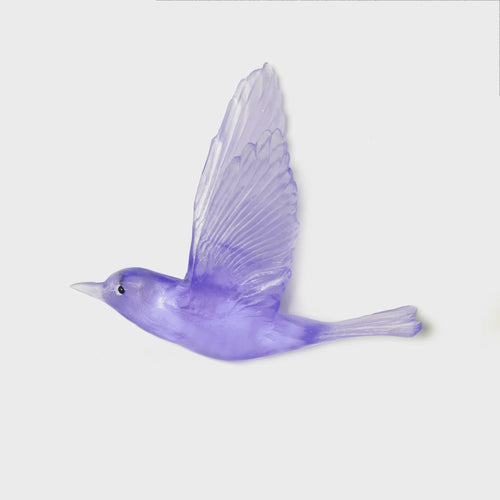 Hyacinth Shining Cuckoo