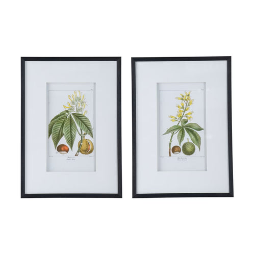Botanical Print Set (2)