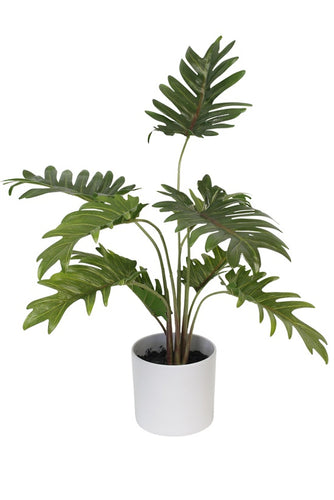 Potted Xanadu Philodendron